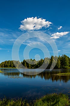 Summer forest landscape with blue sky and white curly clouds