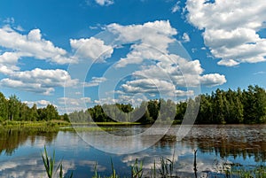 Summer forest landscape with blue sky and white curly clouds