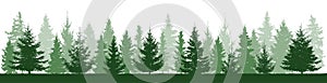 Summer forest landscape silhouette, beautiful spruces, panorama