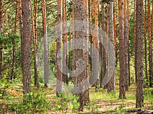 Summer forest landscape. Spruce trunks background