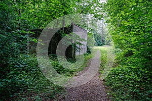 summer forest lush with green folaige vegetation, tree branches and leaves