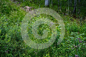 summer forest lush with green folaige vegetation, tree branches and leaves