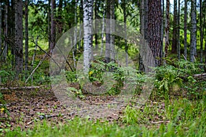 summer forest lush with green folaige vegetation, tree branches and leaves