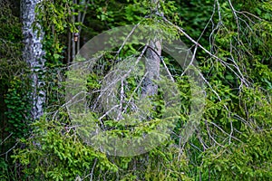 summer forest lush with green folaige vegetation, tree branches and leaves