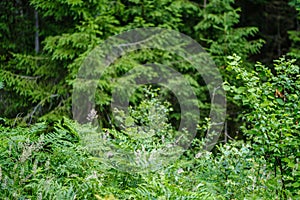 summer forest lush with green folaige vegetation, tree branches and leaves