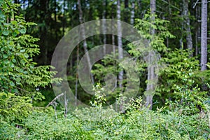 summer forest lush with green folaige vegetation, tree branches and leaves