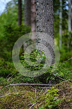 summer forest lush with green folaige vegetation, tree branches and leaves