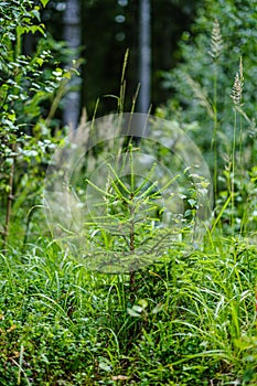 summer forest lush with green folaige vegetation, tree branches and leaves