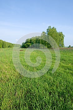 Summer forest and meadow