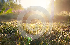 Summer Forest in Morning, Abstract Natural Backgrounds with sunlight