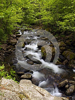 Summer forest mountain stream