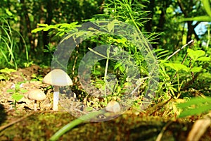 In a summer forest mushrooms/opjata/
