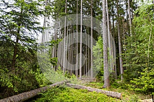 Summer forest with pine trees