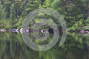 Summer  forest reflected in the lake