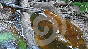 Summer forest stream close up