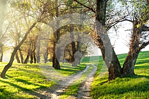 Summer forest with sun and dirt road