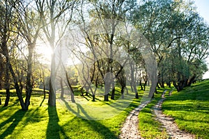 Summer forest with sun and dirt road