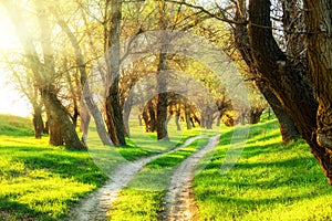 Summer forest with sun and ground road