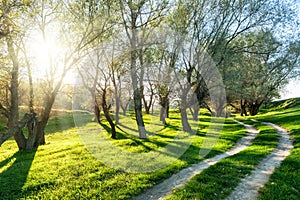 Summer forest with sun and ground road