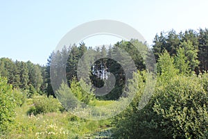 Summer in the forest in Sunny weather