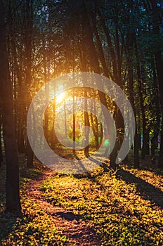 Summer forest sunset scenic view with sun among trees