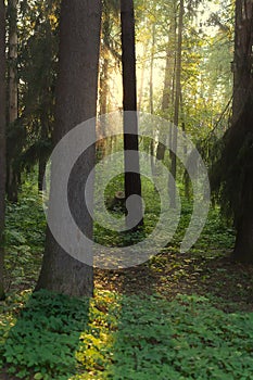 Summer forest at sunset