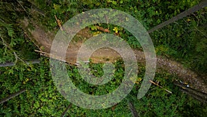 Summer forest trail. Aerial photography. Wood road