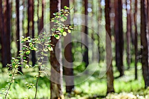 summer forest trees. img