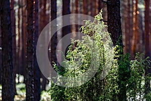 summer forest trees. img