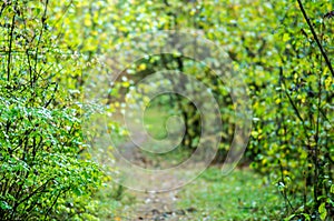 Summer forest tunel