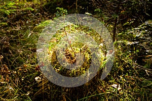 Summer forest undergrowth vegetation, grass, shrubs, moss, pinewood lit by the sun