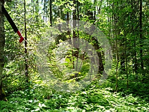 Summer forest in the whole of verdure and beauty.