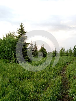 Summer forest in the whole of verdure and beauty.