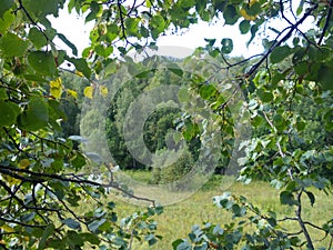 Summer forest in the whole of verdure and beauty.