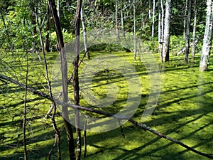 Summer forest in the whole of verdure and beauty.