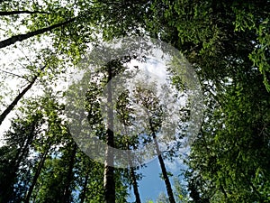 Summer forest in the whole of verdure and beauty.