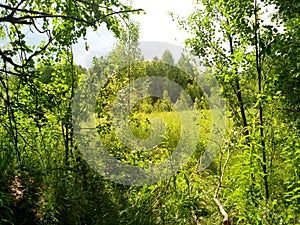 Summer forest in the whole of verdure and beauty.