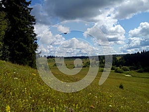 Summer forest in the whole of verdure and beauty.