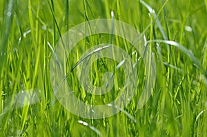 Summer fresh bright green grass. Spring background with a green lawn for design, wallpaper, desktop. Macro of green grass