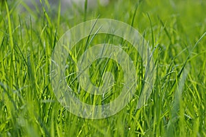 Summer fresh bright green grass. Spring background with a green lawn for design, wallpaper, desktop. Macro of green grass