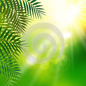 Summer fresh green leaves with sunlight on natural background.