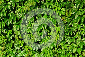 Summer Fresh Green Leaves on a Wall