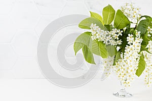 Summer fresh white flowers of blooming bird cherry branch with young green leaves in vase, copy space, closeup. Soft light white.