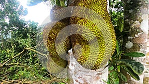 Summer fruit called Jackfruit. Jackfruits hanging on the branch tree. Raw jack fruit hanging on the tree. The jack fruit also