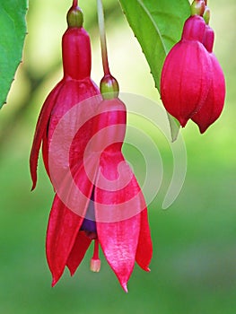 Summer fuchsia flower blooms and buds