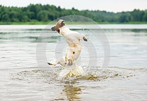 Summer fun at beach with dog jumping high in water view from back