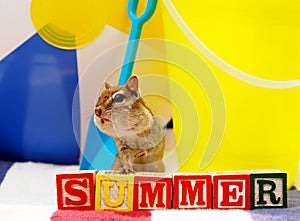 Summer fun chipmunk