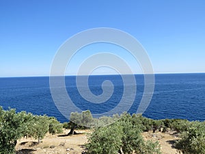 Summer fun traveling and party. Olive trees forest blue horizon. Thassos island. Greece.