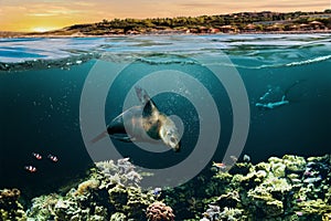 Verano divertido en agua de dónde bucear el mar leones es un atracciones 