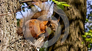 Summer. Fur animal, fluffy squirrel in its natural habitat